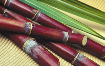 Appleton Rum Estate, distillerie de renom