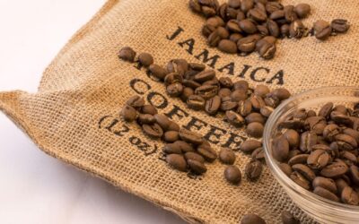 Plantation de café dans les Blue Mountains